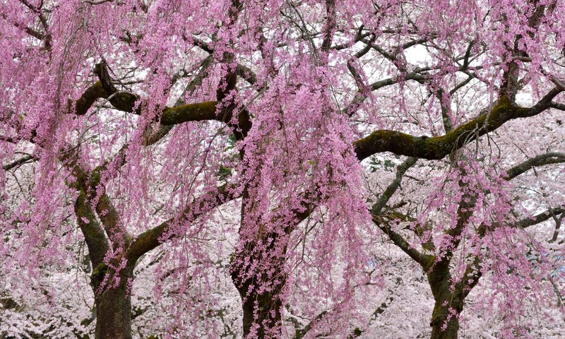 Обои цветы, деревья, цветение, ветки, весна, сакура, flowers, trees, flowering, branches, spring, sakura разрешение 2048x1365 Загрузить