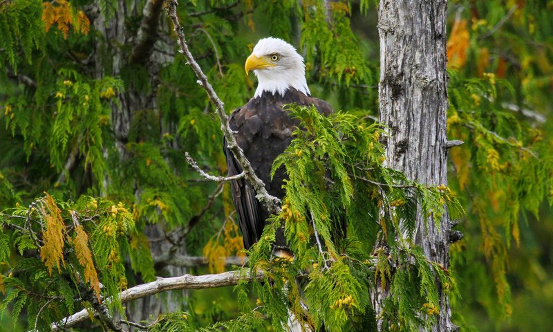 Обои дерево, лес, ветки, орел, птица, белоголовый орлан, tree, forest, branches, eagle, bird, bald eagle разрешение 1920x1200 Загрузить