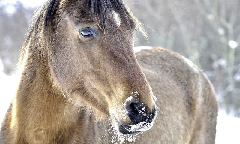 Обои морда, лошадь, снег, природа, зима, конь, грива, face, horse, snow, nature, winter, mane разрешение 1920x1080 Загрузить