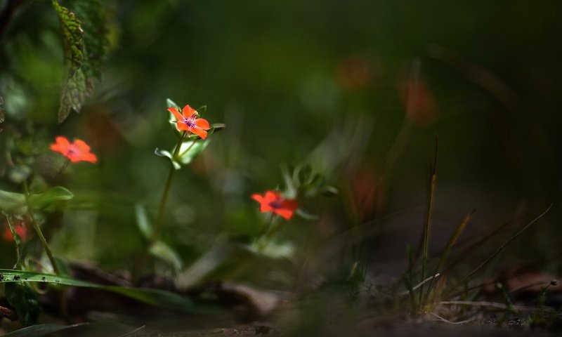 Обои цветы, природа, лето, лепестки, размытость, боке, flowers, nature, summer, petals, blur, bokeh разрешение 1920x1094 Загрузить