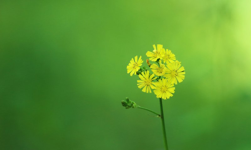 Обои цветок, лепестки, стебель, желтые, соцветие, flower, petals, stem, yellow, inflorescence разрешение 2048x1320 Загрузить