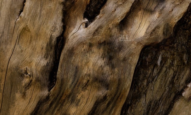 Обои дерево, текстура, макро, фактура, дервео, tree, texture, macro разрешение 2560x1600 Загрузить