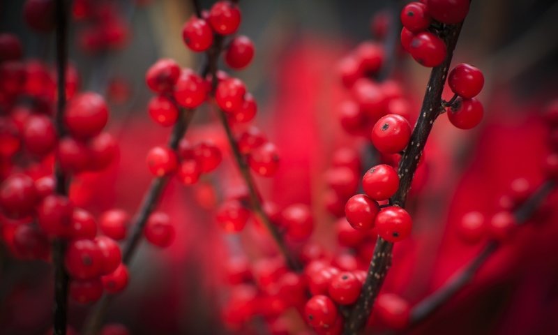 Обои природа, макро, ветки, осень, красные, ягоды, плоды, nature, macro, branches, autumn, red, berries, fruit разрешение 1920x1200 Загрузить