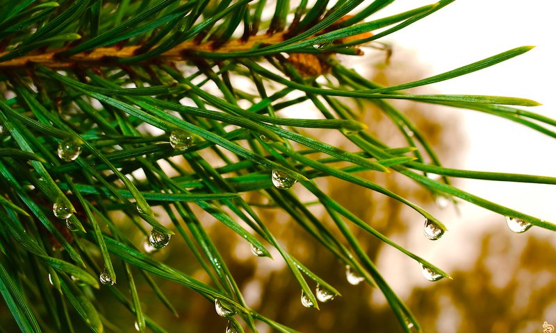 Обои природа, сосна, елка, зелень, хвоя, макро, капли, ель, дождь, nature, pine, tree, greens, needles, macro, drops, spruce, rain разрешение 3098x2065 Загрузить