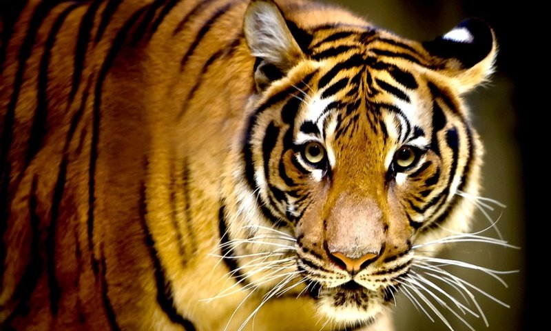 Обои тигр, морда, усы, кошка, взгляд, хищник, tiger, face, mustache, cat, look, predator разрешение 1920x1200 Загрузить