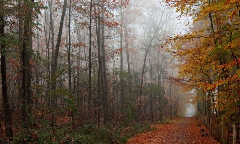 Обои дорога, деревья, лес, парк, листва, осень, аллея, road, trees, forest, park, foliage, autumn, alley разрешение 1920x1080 Загрузить