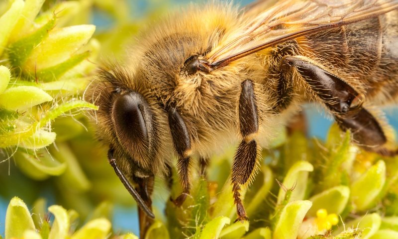 Обои цветы, насекомое, лепестки, пчела, боке, flowers, insect, petals, bee, bokeh разрешение 5000x3333 Загрузить