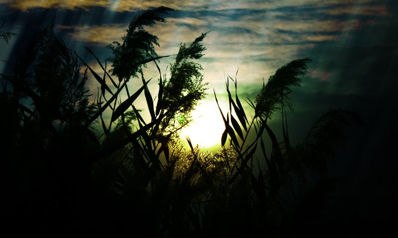 Обои небо, трава, облака, природа, макро, поле, колоски, the sky, grass, clouds, nature, macro, field, spikelets разрешение 1920x1200 Загрузить