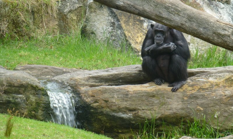 Обои трава, природа, фон, обезьяна, шимпанзе, grass, nature, background, monkey, chimpanzees разрешение 4320x3240 Загрузить