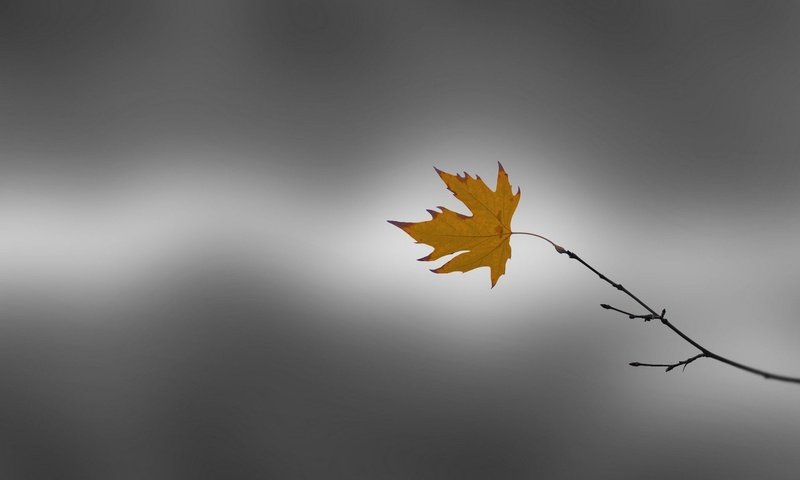 Обои ветка, природа, фон, осень, лист, клен, branch, nature, background, autumn, sheet, maple разрешение 1920x1213 Загрузить