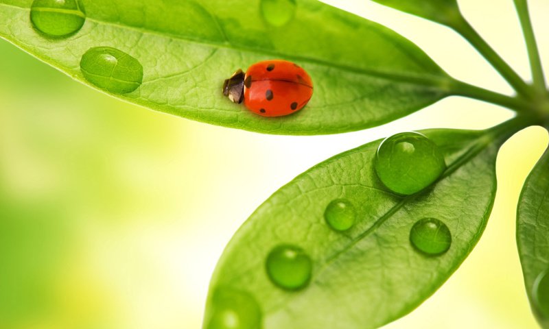 Обои листья, жук, макро, насекомое, капли, божья коровка, leaves, beetle, macro, insect, drops, ladybug разрешение 1920x1200 Загрузить