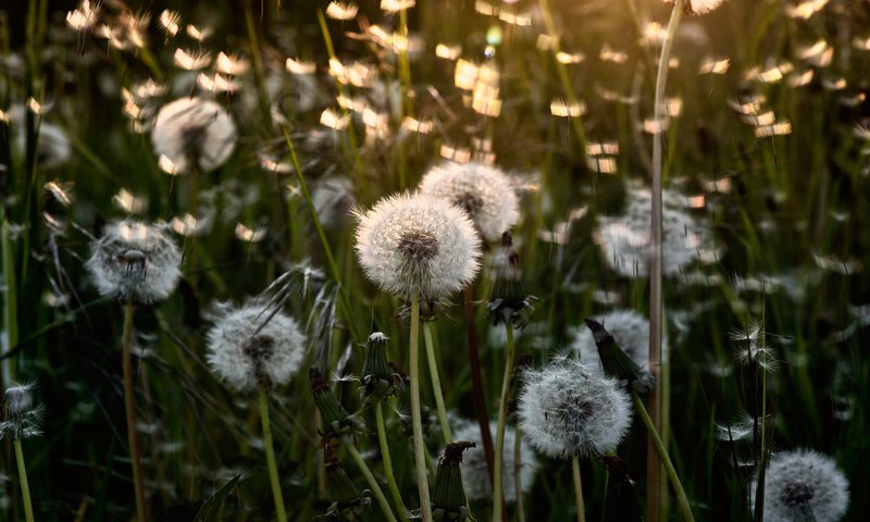 Обои свет, цветы, лето, одуванчики, light, flowers, summer, dandelions разрешение 2000x1341 Загрузить