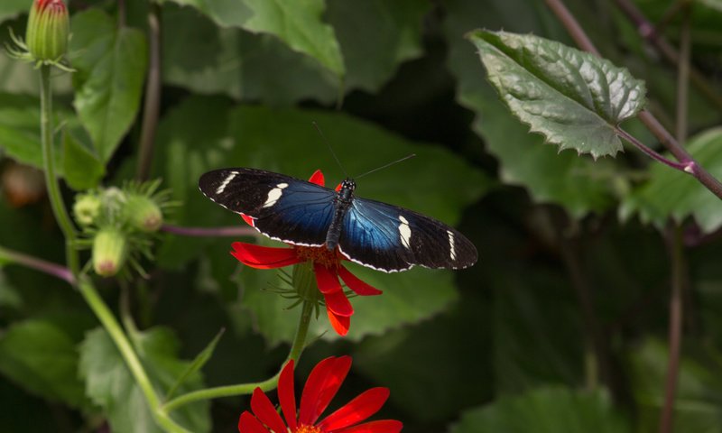 Обои листья, насекомое, цветок, бабочка, крылья, растение, leaves, insect, flower, butterfly, wings, plant разрешение 2048x1365 Загрузить