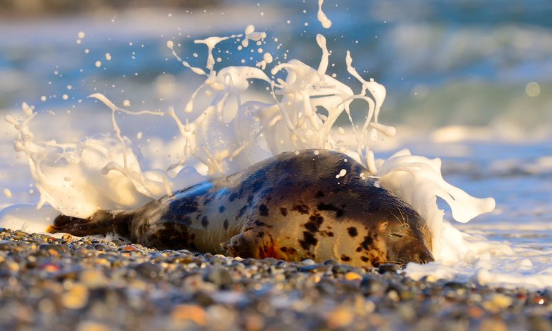 Обои камни, берег, море, животное, пена, тюлень, stones, shore, sea, animal, foam, seal разрешение 2048x1363 Загрузить