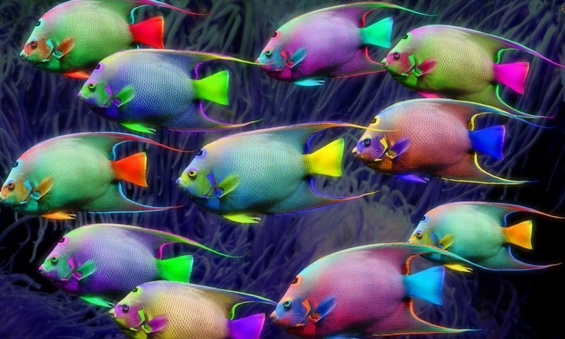 Обои неон, разноцветные, рыбки, рыбы, освещение, подводный мир, neon, colorful, fish, lighting, underwater world разрешение 1920x1080 Загрузить