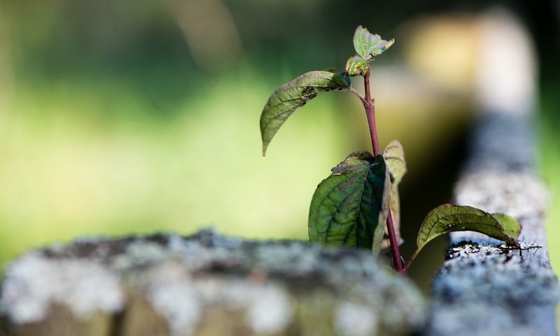 Обои ветка, природа, листья, макро, забор, branch, nature, leaves, macro, the fence разрешение 2560x1600 Загрузить