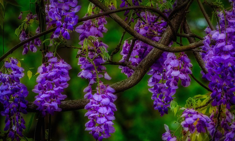 Обои цветы, природа, макро, ветки, соцветия, глициния, вистерия, flowers, nature, macro, branches, inflorescence, wisteria разрешение 2048x1299 Загрузить