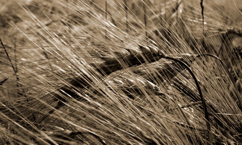 Обои природа, макро, поле, сепия, колосья, пшеница, урожай, nature, macro, field, sepia, ears, wheat, harvest разрешение 2560x1600 Загрузить