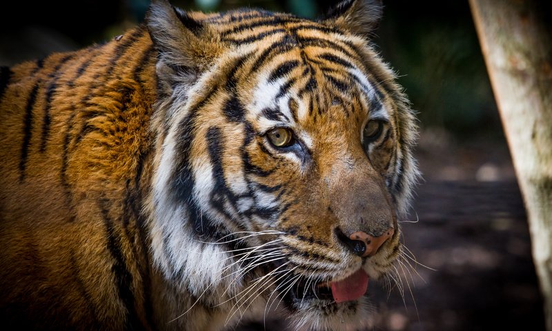 Обои тигр, морда, кошка, взгляд, амурский тигр, tiger, face, cat, look, the amur tiger разрешение 3456x2304 Загрузить
