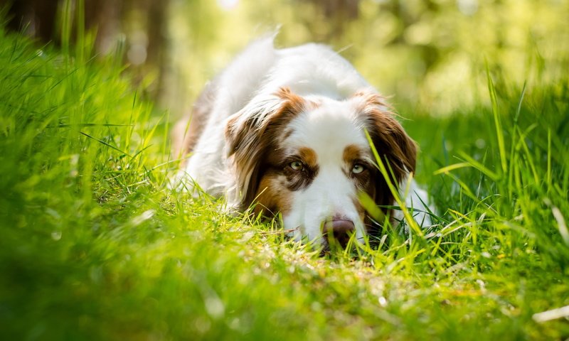 Обои трава, мордочка, взгляд, собака, австралийская овчарка, grass, muzzle, look, dog, australian shepherd разрешение 2560x1600 Загрузить