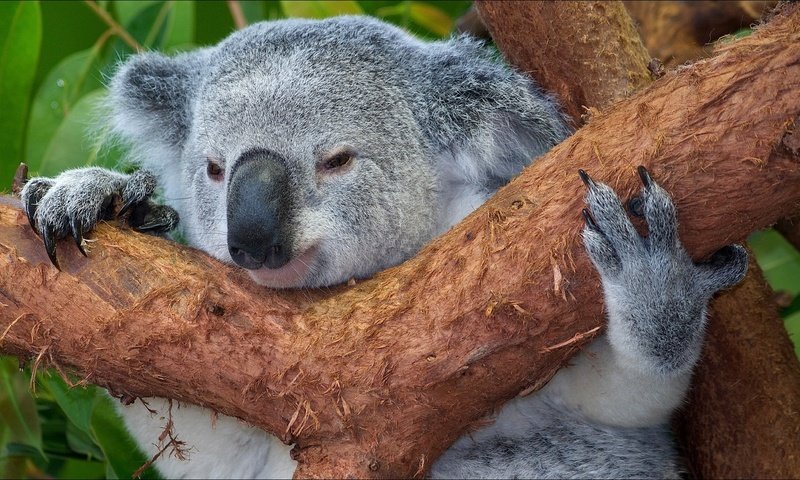 Обои дерево, животные, мордочка, австралия, коала, tree, animals, muzzle, australia, koala разрешение 1920x1080 Загрузить