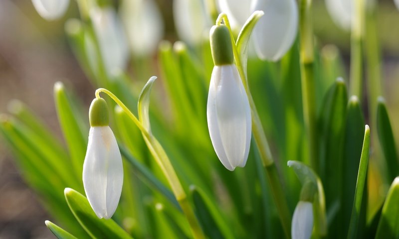 Обои цветы, природа, макро, весна, подснежники, flowers, nature, macro, spring, snowdrops разрешение 3008x2000 Загрузить