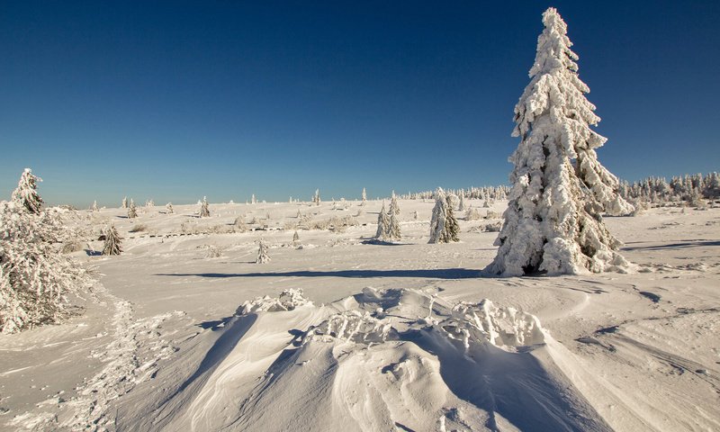 Обои снег, лес, зима, мороз, ель, сугробы, snow, forest, winter, frost, spruce, the snow разрешение 2048x1365 Загрузить