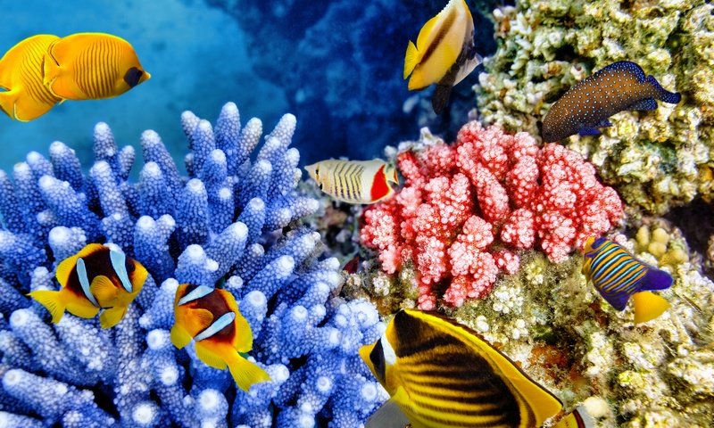 Обои рыбки, океан, подводный мир, коралловый риф, fish, the ocean, underwater world, coral reef разрешение 2880x1921 Загрузить