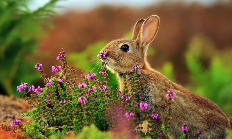 Обои цветы, трава, животные, кролик, заяц, flowers, grass, animals, rabbit, hare разрешение 1920x1200 Загрузить