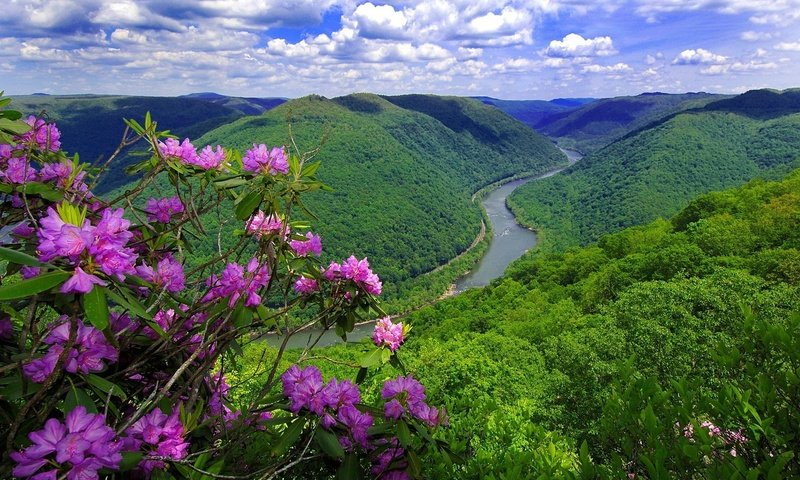 Обои цветы, река, горы, природа, flowers, river, mountains, nature разрешение 1920x1200 Загрузить