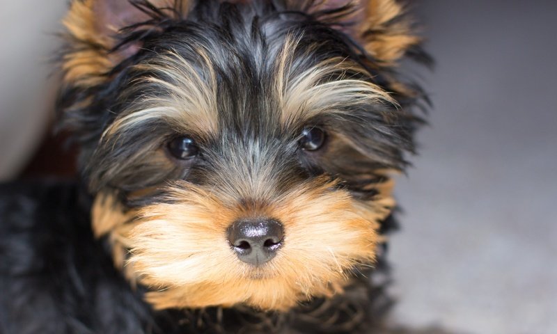 Обои собака, щенок, йорк, йоркширский терьер, dog, puppy, york, yorkshire terrier разрешение 2880x1920 Загрузить