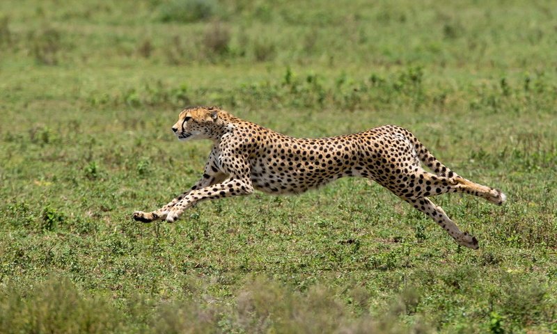 Обои африка, хищник, большая кошка, гепард, africa, predator, big cat, cheetah разрешение 1920x1080 Загрузить