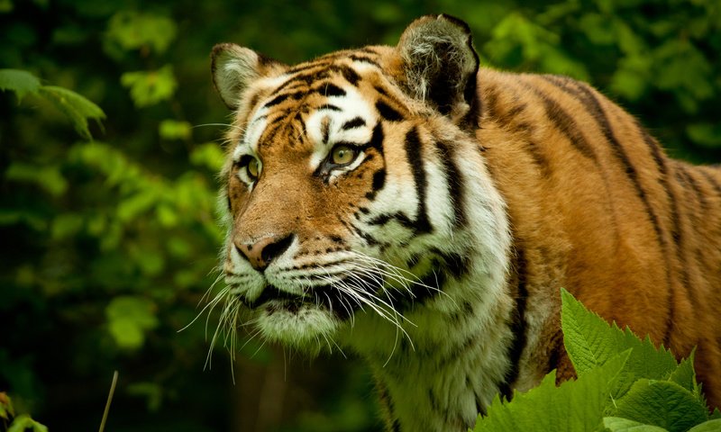 Обои тигр, морда, взгляд, хищник, большая кошка, tiger, face, look, predator, big cat разрешение 3840x2400 Загрузить