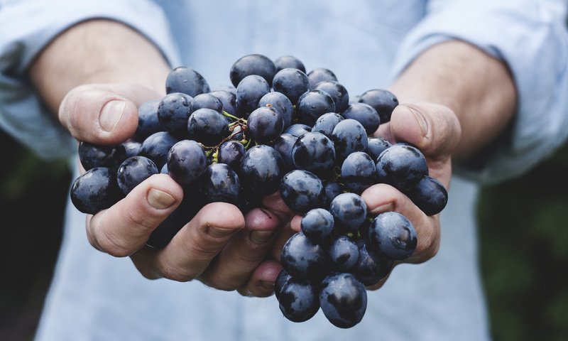Обои виноград, красный, руки, урожай, кисть, сладкий, сочный, grapes, red, hands, harvest, brush, sweet, juicy разрешение 3888x2592 Загрузить