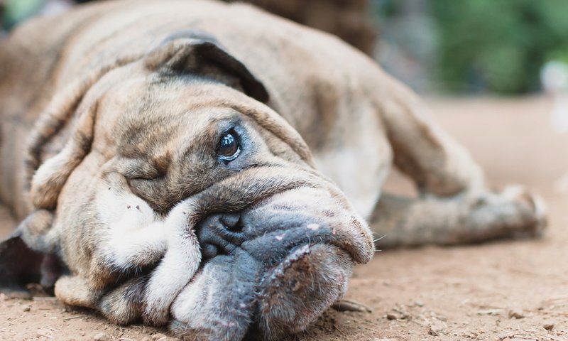 Обои взгляд, собака, друг, бульдог, look, dog, each, bulldog разрешение 2398x1365 Загрузить