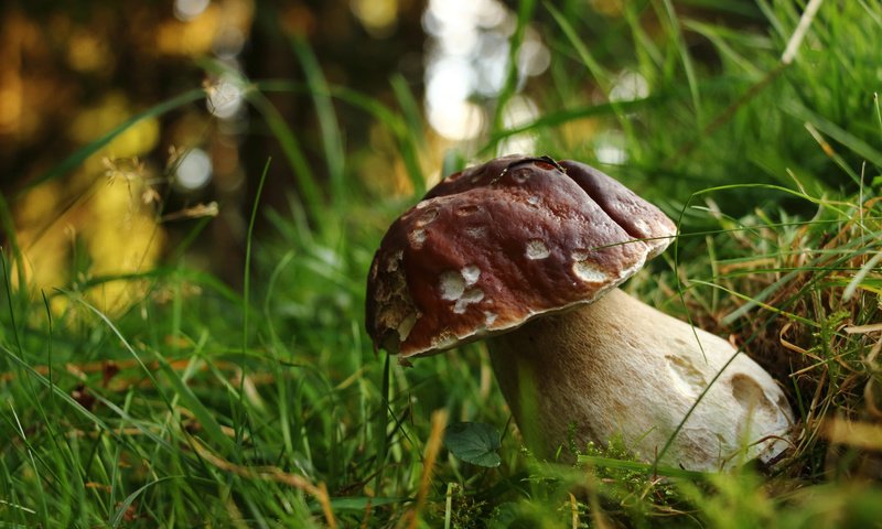 Обои трава, природа, лес, белый, гриб, grass, nature, forest, white, mushroom разрешение 2048x1365 Загрузить