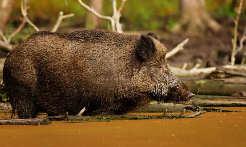 Обои вода, грязь, животные, кабан, дикая, свинья, water, dirt, animals, boar, wild, pig разрешение 1920x1080 Загрузить