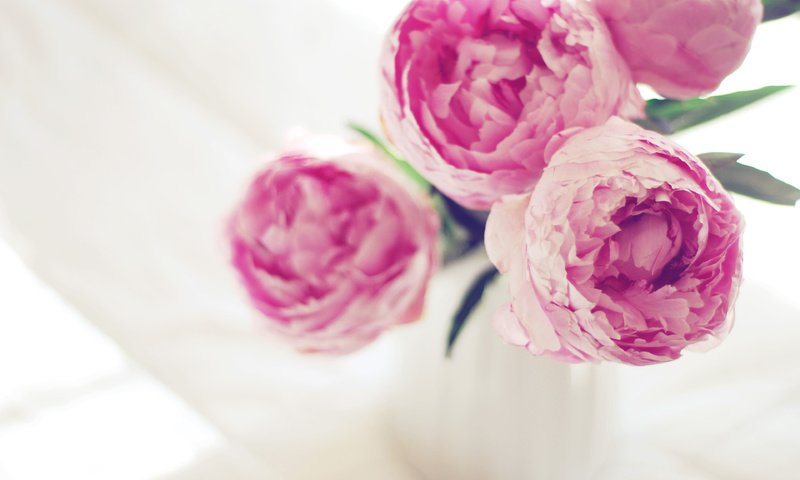 Обои цветы, пионы, flowers, peonies разрешение 3840x2400 Загрузить