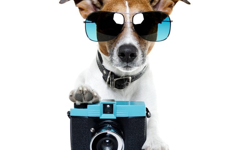 Обои очки, собака, фотоаппарат, юмор, ошейник, джек-рассел-терьер, glasses, dog, the camera, humor, collar, jack russell terrier разрешение 6000x4464 Загрузить