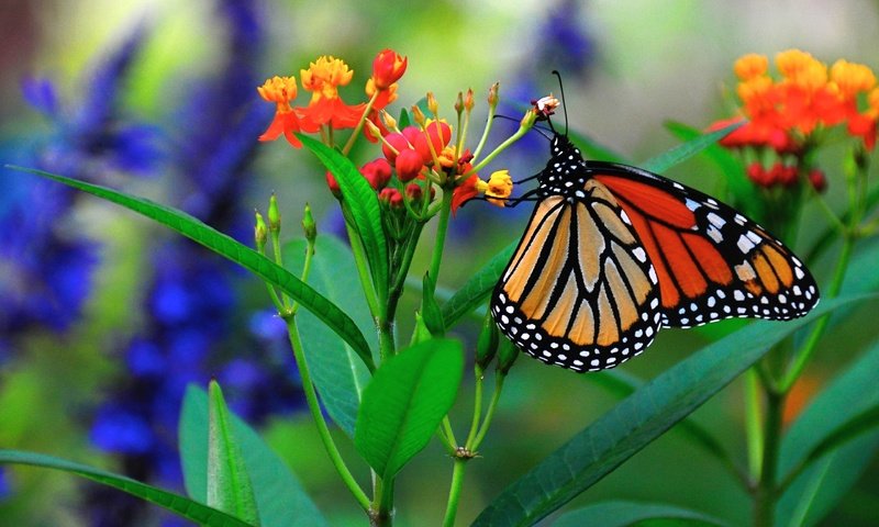 Обои макро, цветок, бабочка, насекомые, macro, flower, butterfly, insects разрешение 2880x1800 Загрузить