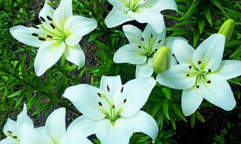 Обои цветы, макро, лепестки, белые, лилии, flowers, macro, petals, white, lily разрешение 3264x2448 Загрузить