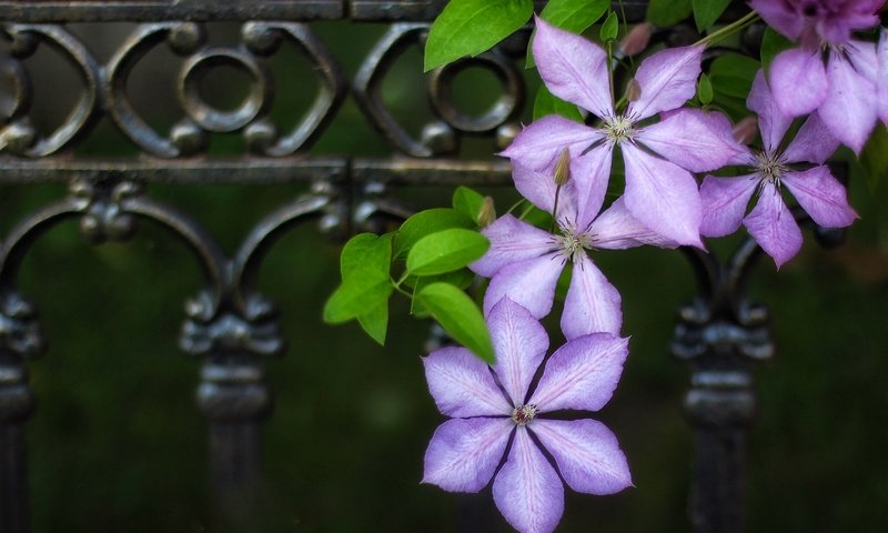 Обои цветы, макро, забор, ограда, клематис, ломонос, flowers, macro, the fence, fence, clematis разрешение 2048x1366 Загрузить