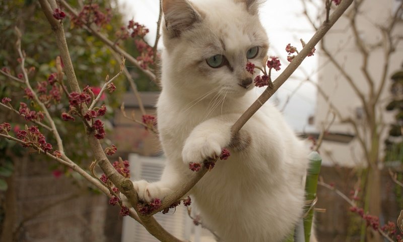 Обои ветки, кошка, котенок, белый, на дереве, branches, cat, kitty, white, on the tree разрешение 2560x1707 Загрузить