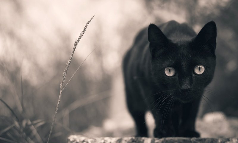 Обои кот, мордочка, кошка, смотрит, взгляд, черный, лапки, cat, muzzle, looks, look, black, legs разрешение 2048x1360 Загрузить