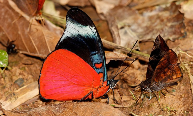 Обои листья, макро, осень, бабочка, крылья, насекомые, бабочки, leaves, macro, autumn, butterfly, wings, insects разрешение 2048x1365 Загрузить