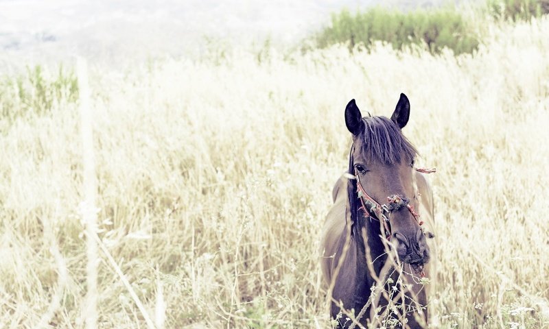 Обои лошадь, природа, лето, конь, horse, nature, summer разрешение 2048x1186 Загрузить