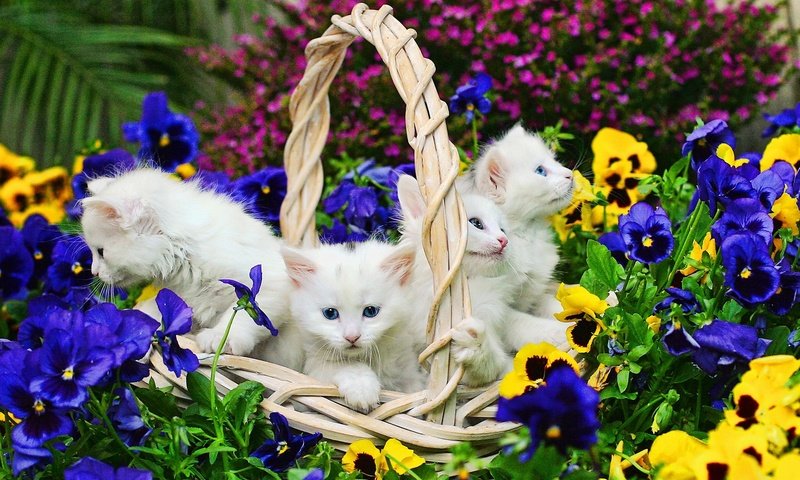 Обои цветы, корзина, белые, кошки, котята, flowers, basket, white, cats, kittens разрешение 1920x1200 Загрузить