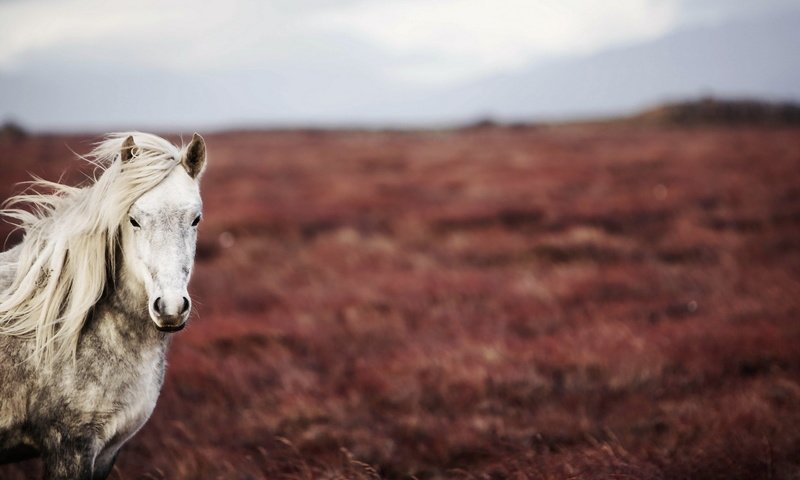 Обои лошадь, природа, поле, конь, horse, nature, field разрешение 1920x1200 Загрузить