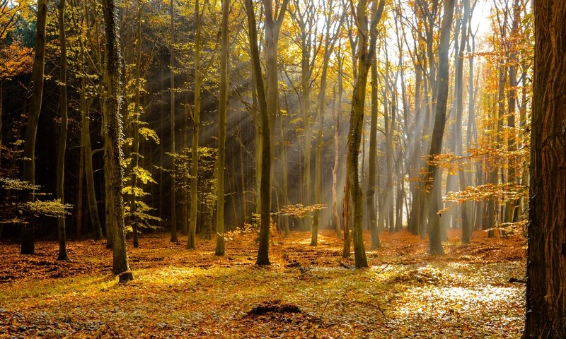 Обои деревья, лес, лучи, осень, листопад, trees, forest, rays, autumn, falling leaves разрешение 6000x4000 Загрузить