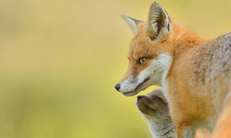 Обои фон, взгляд, лиса, детеныш, лисенок, лисы, background, look, fox, cub разрешение 2048x1390 Загрузить